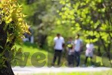 麻豆av播放-麻豆AV播放，从文化现象到网络伦理的再思考